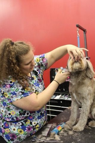 A woman is grooming a dog in front of a red wall
