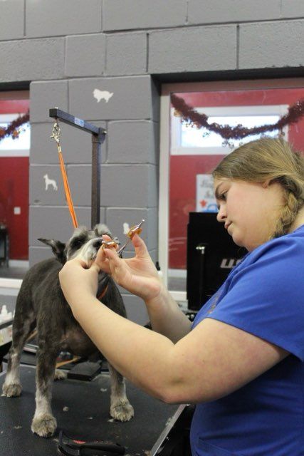 A woman in a blue shirt is grooming a small dog