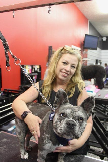 A woman is holding a french bulldog on a leash