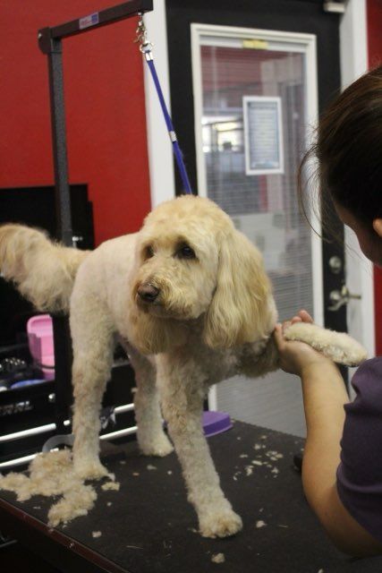 A woman is grooming a small dog on a table