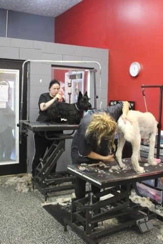 A woman is grooming a dog while another woman looks on