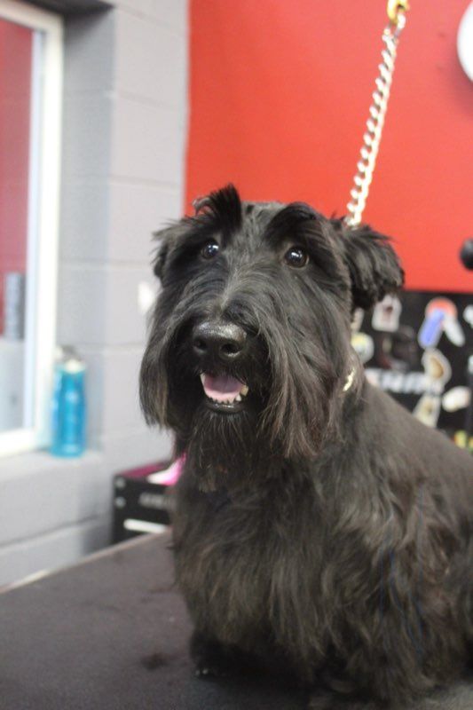 A black dog is sitting on a table with a leash around its neck