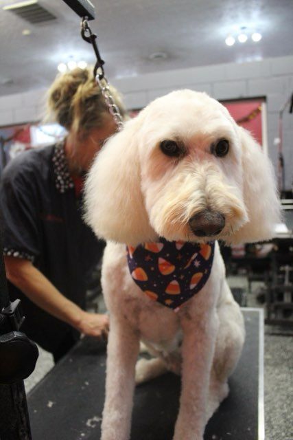 A woman is grooming a small white dog with a scarf around its neck