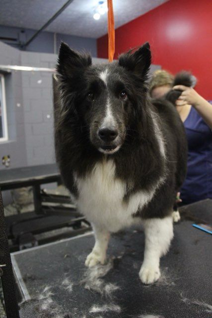 A black and white dog is standing on a table