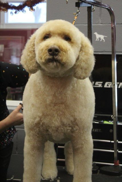 A dog is standing in front of a sign that says us gym