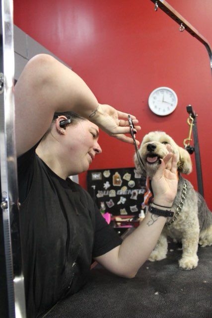A woman is grooming a small dog in front of a red wall