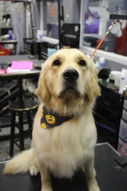 A dog wearing a bandana with the letter b on it