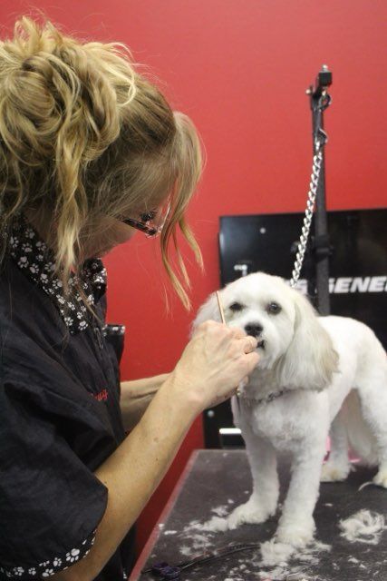 A woman is grooming a small white dog on a table