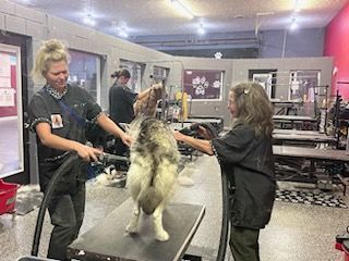 dog grooming huskie