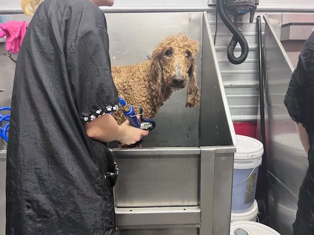 dog wash for the brown dog