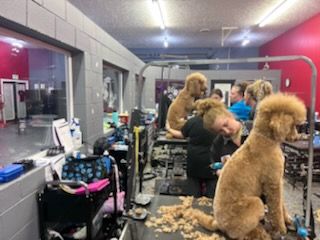 dog grooming services