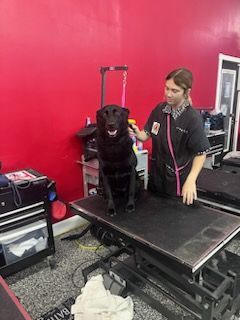 dog grooming labrador