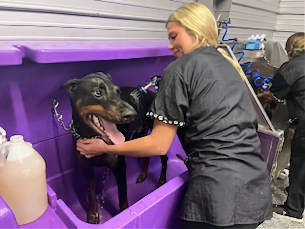 kennel grooming
