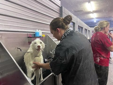 dog grooming