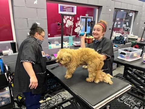 dog grooming staff