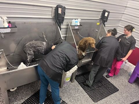 kennel washing