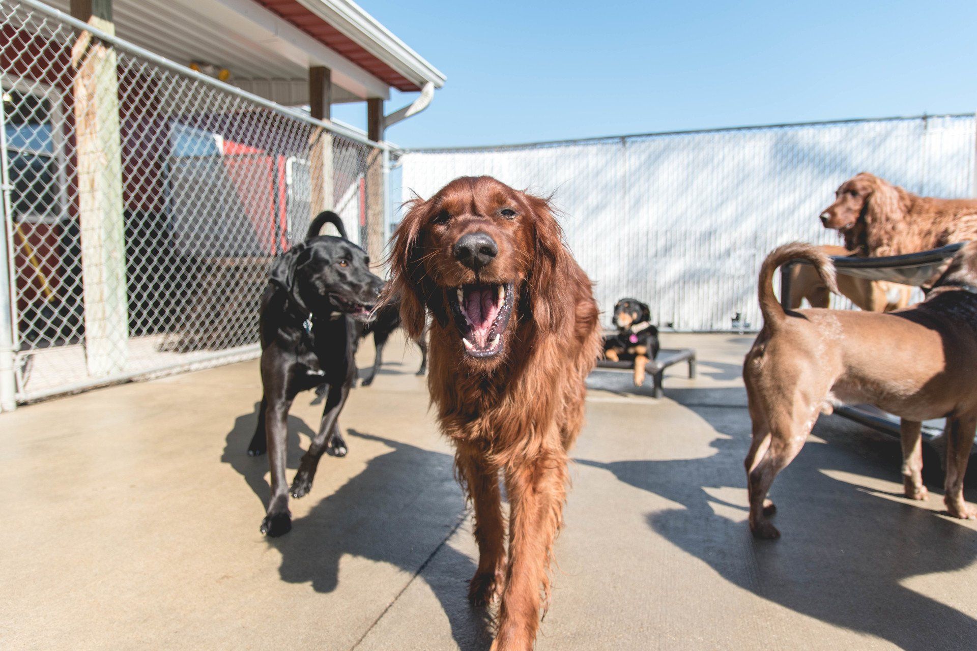 A group of dogs are playing in a fenced in area.