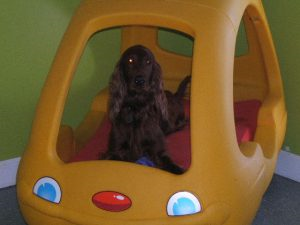 A brown dog is sitting in a yellow toy car