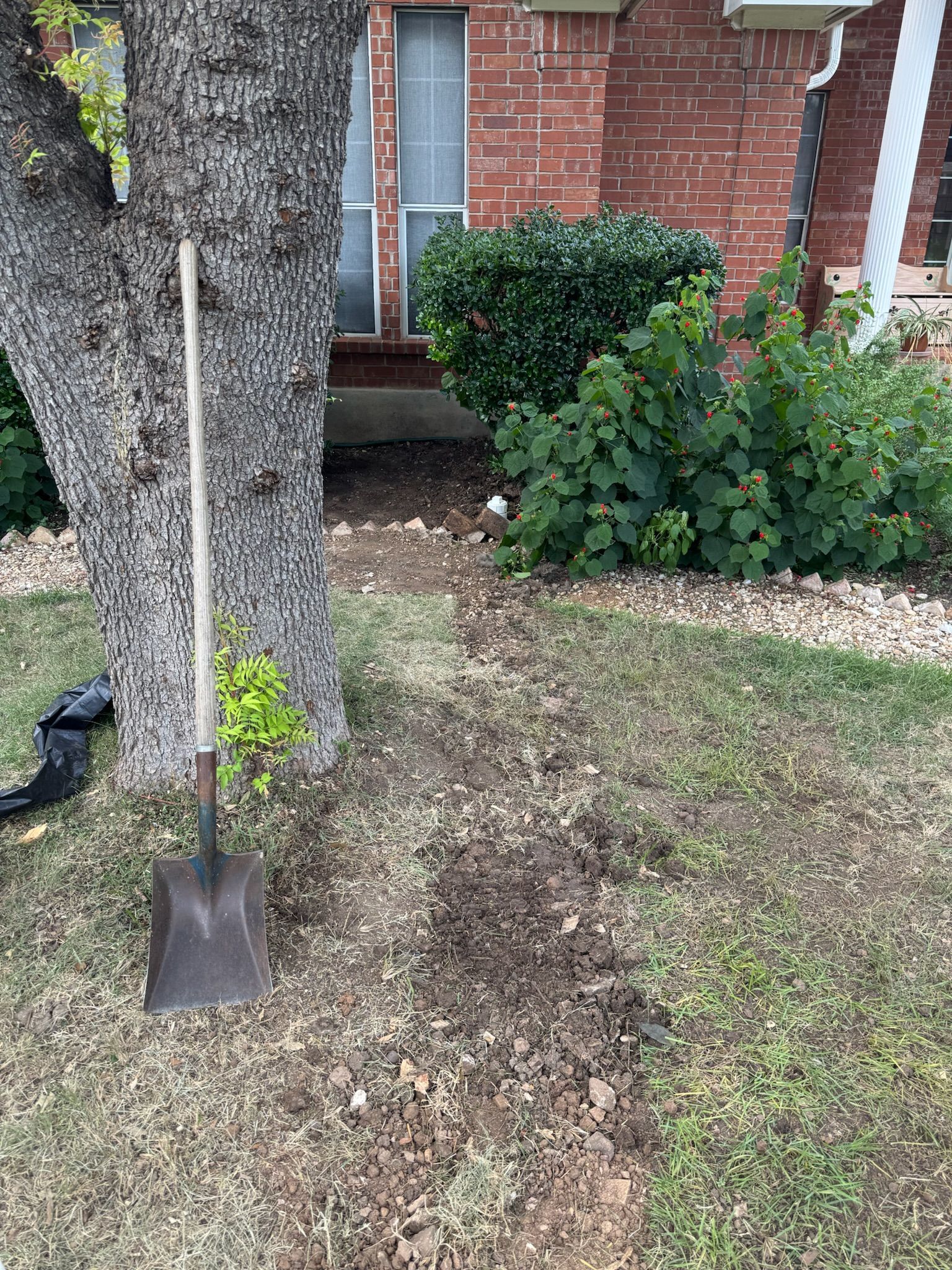Shovel leaning against a tree, path dug through dry grass toward a house with brick exterior.