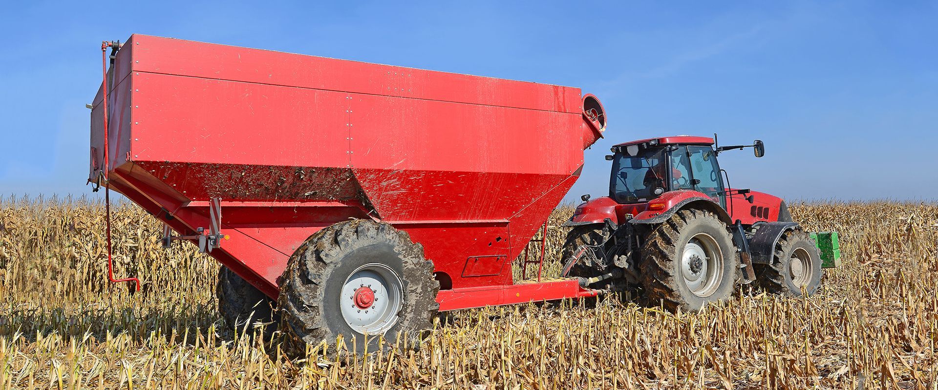 A red tractor is driving through a corn field with a trailer attached to it.