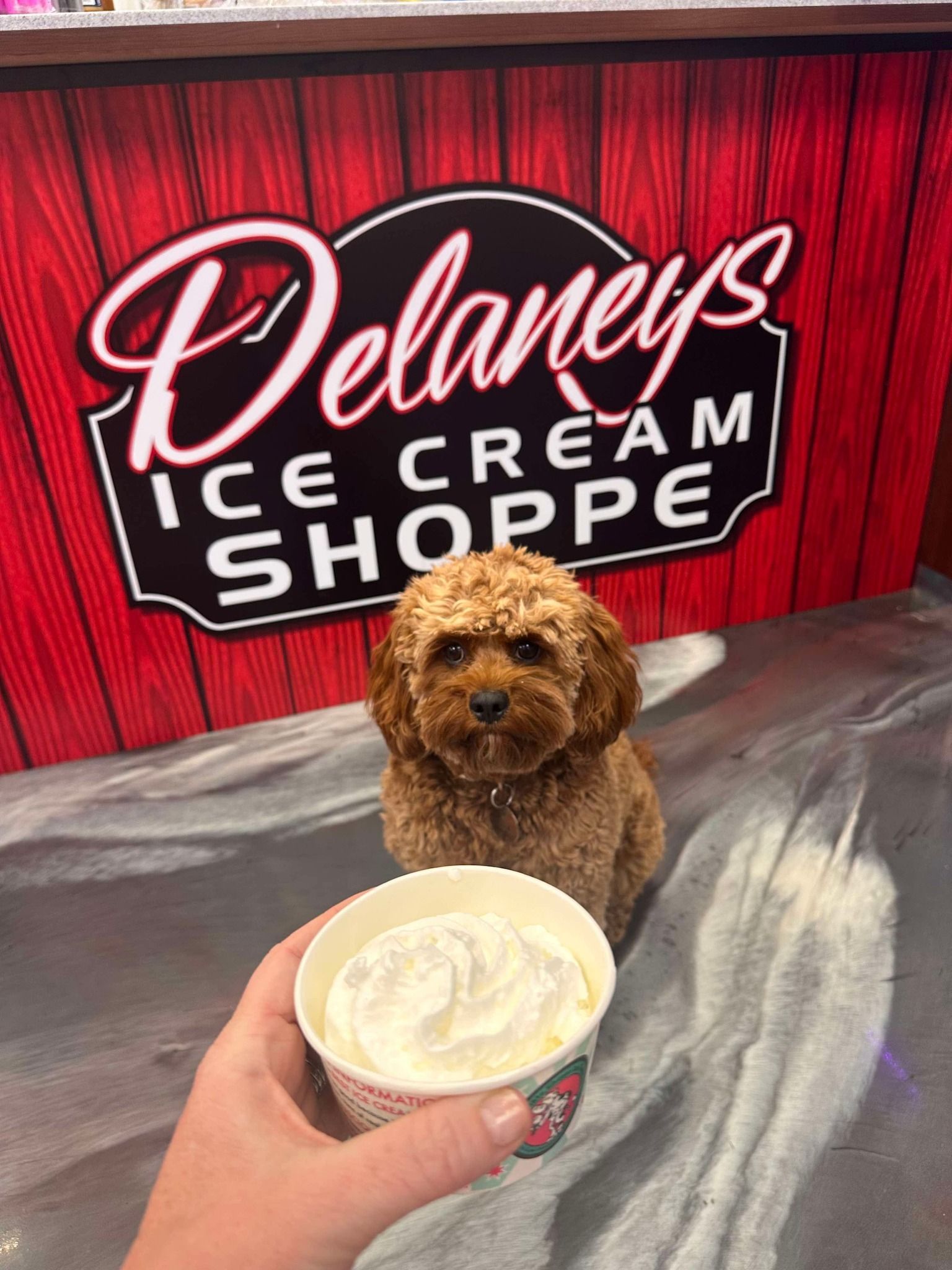 A person is holding a cup of ice cream in front of a dog.