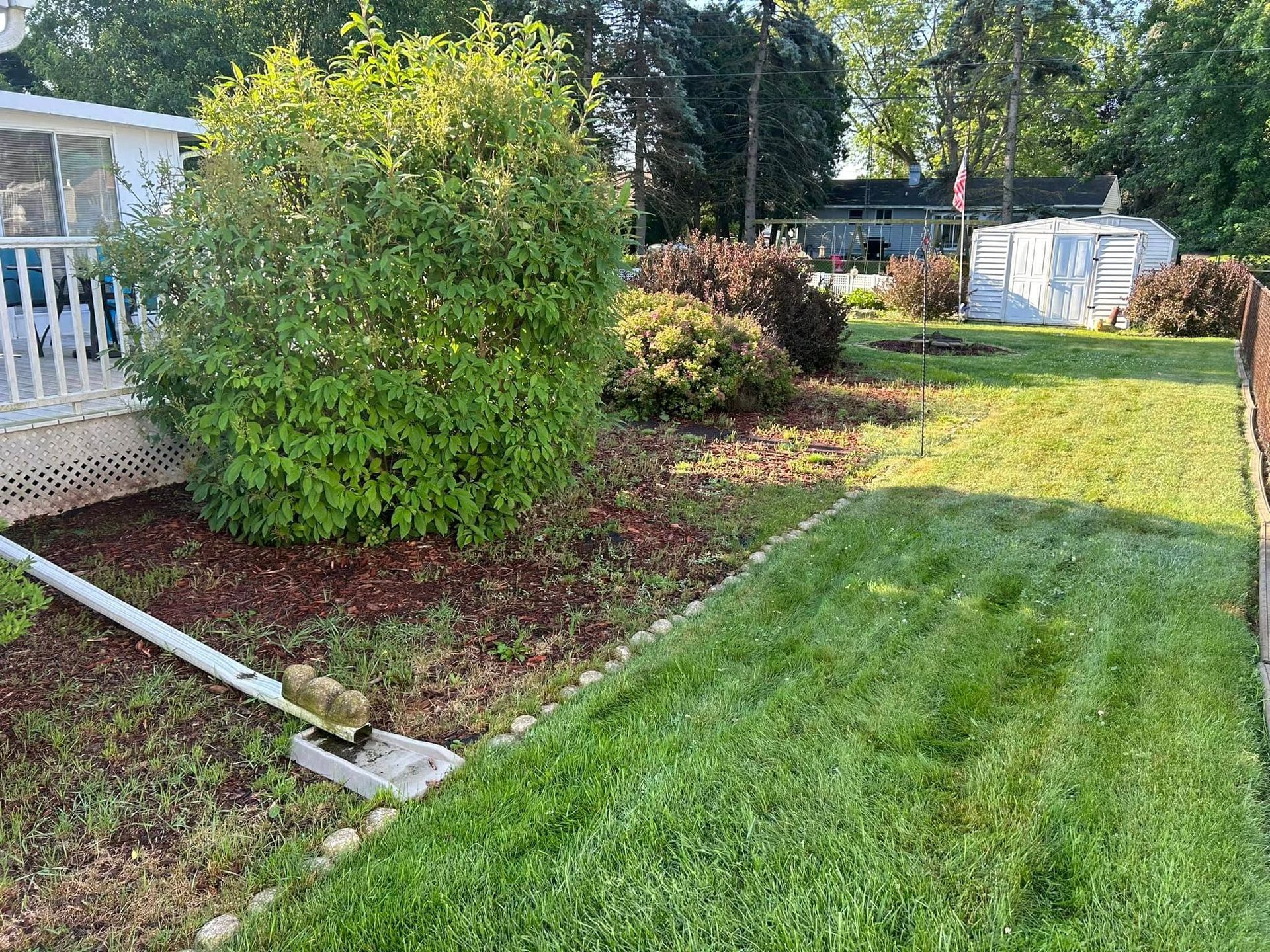 Lawn with trimmed green grass, brown mulch, shrubs, a white shed, and a downspout.