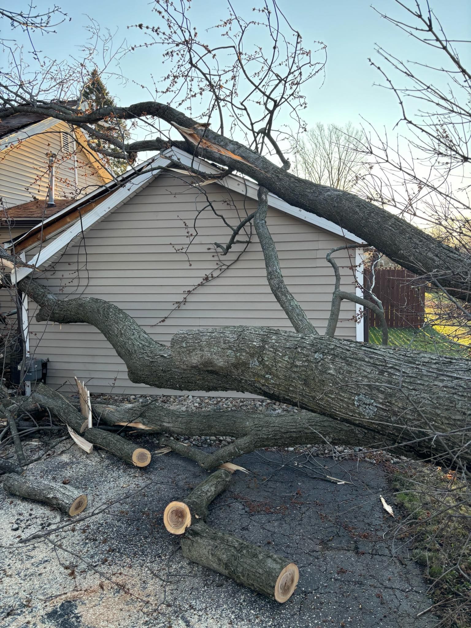 Fallen tree on top of a building with cut branches in the foreground.