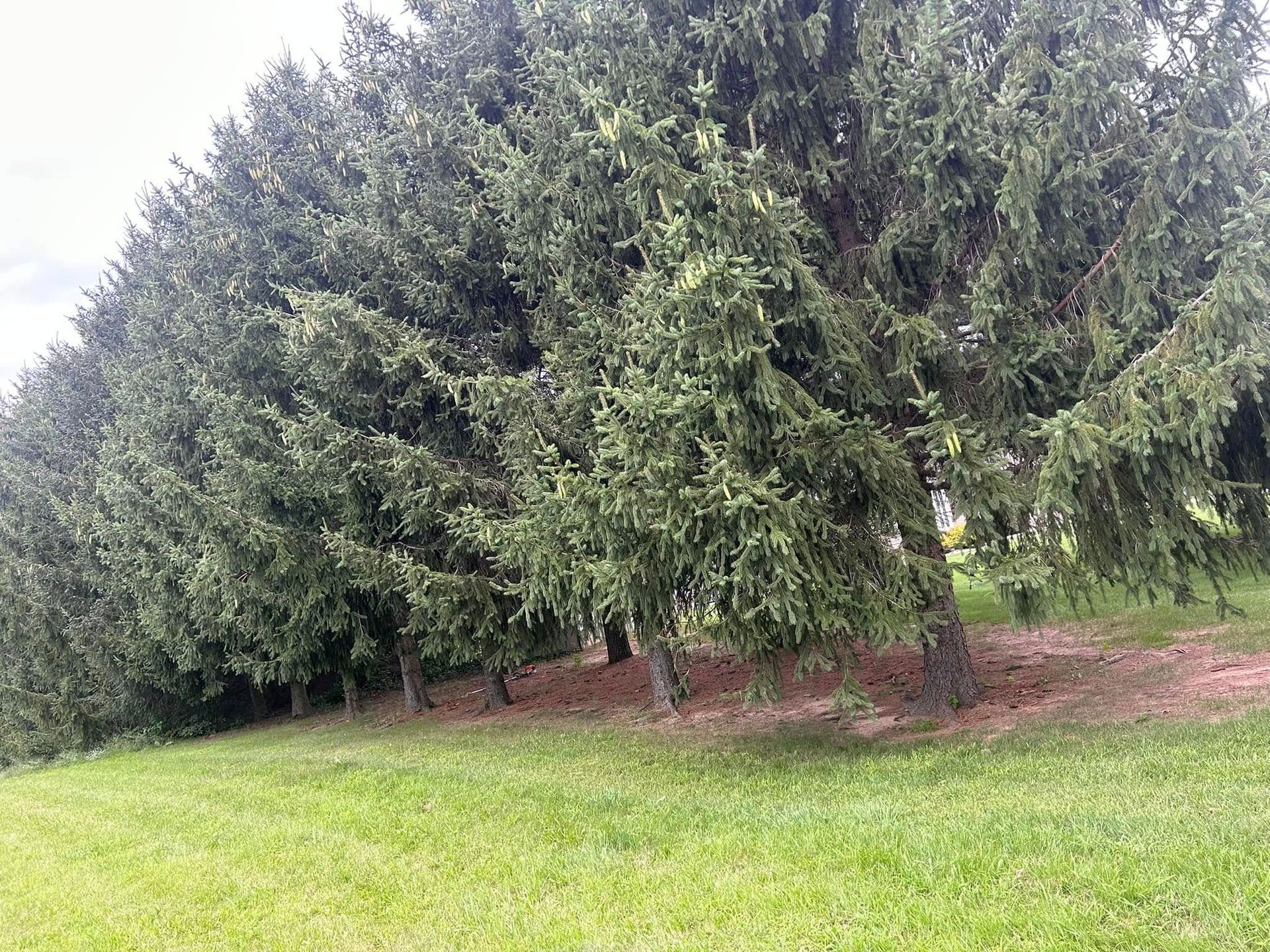 Line of evergreen trees on a grassy slope.