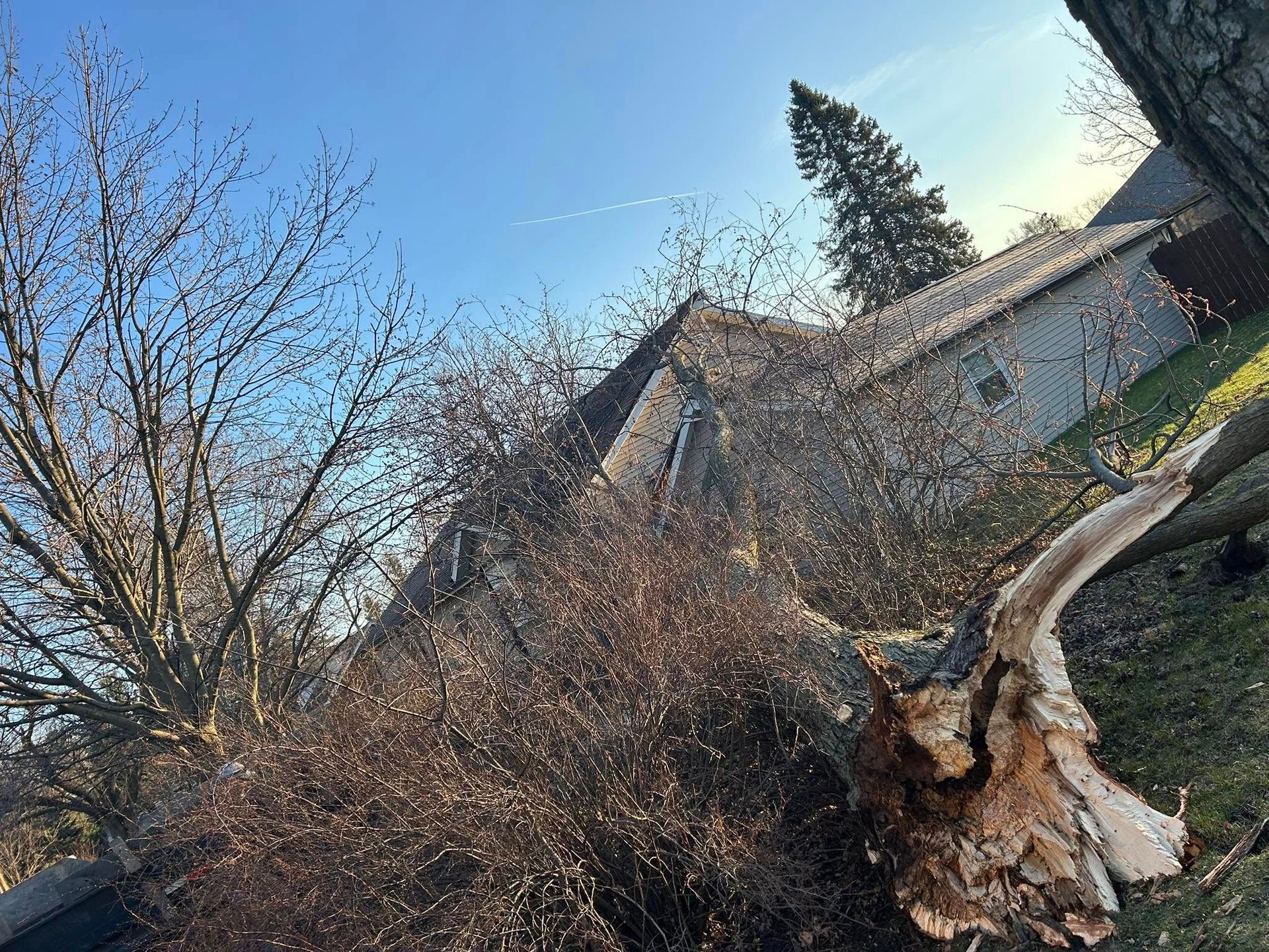 Bare trees and a broken tree trunk in front of a building under a blue sky.