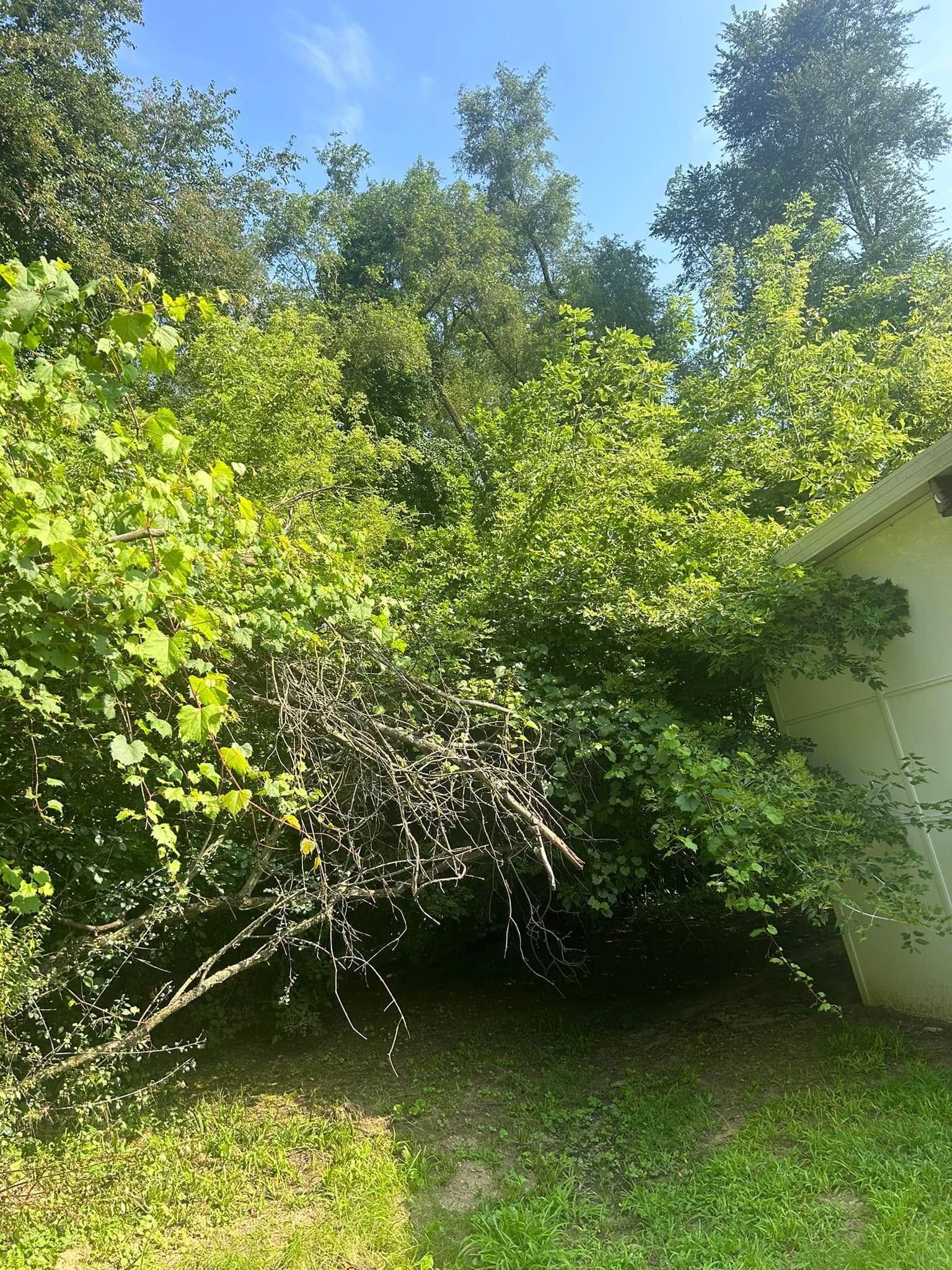 Overgrown green bushes next to a white building under a blue sky.