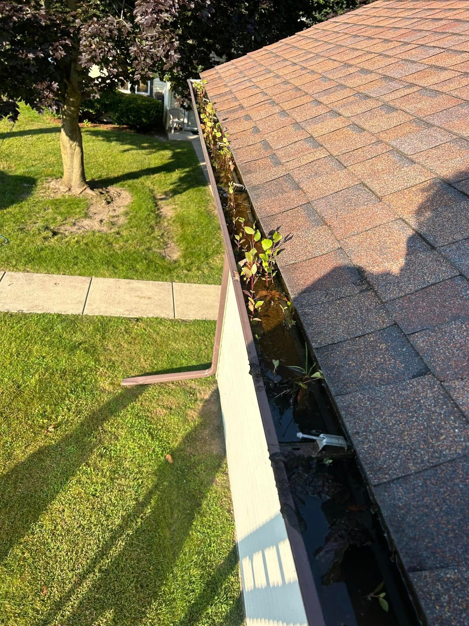 Gutter filled with debris and plant growth along a brown shingled roof. Overlooks a lawn and tree.