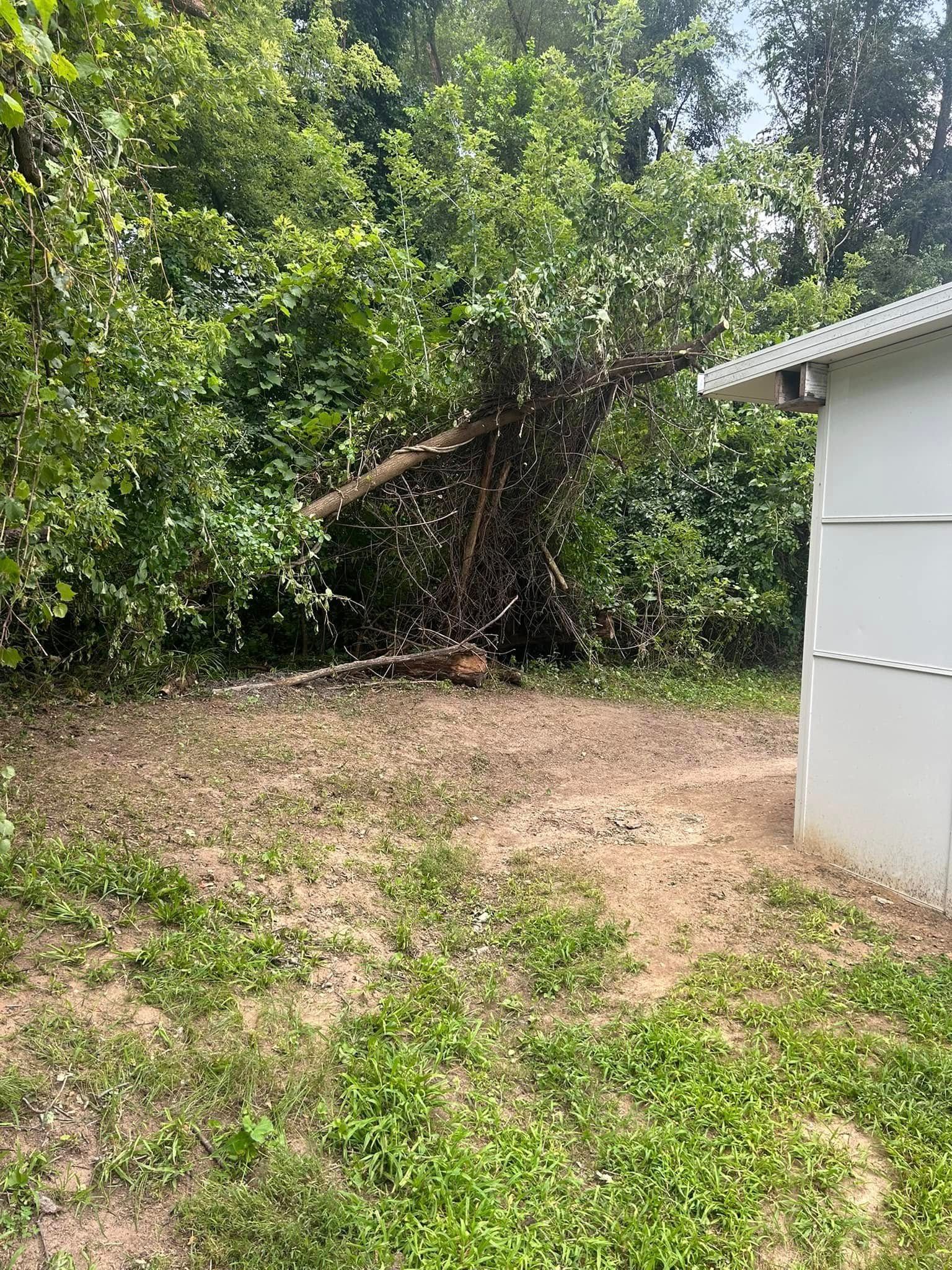 A fallen tree rests on a patch of dirt near a white building, surrounded by green foliage.