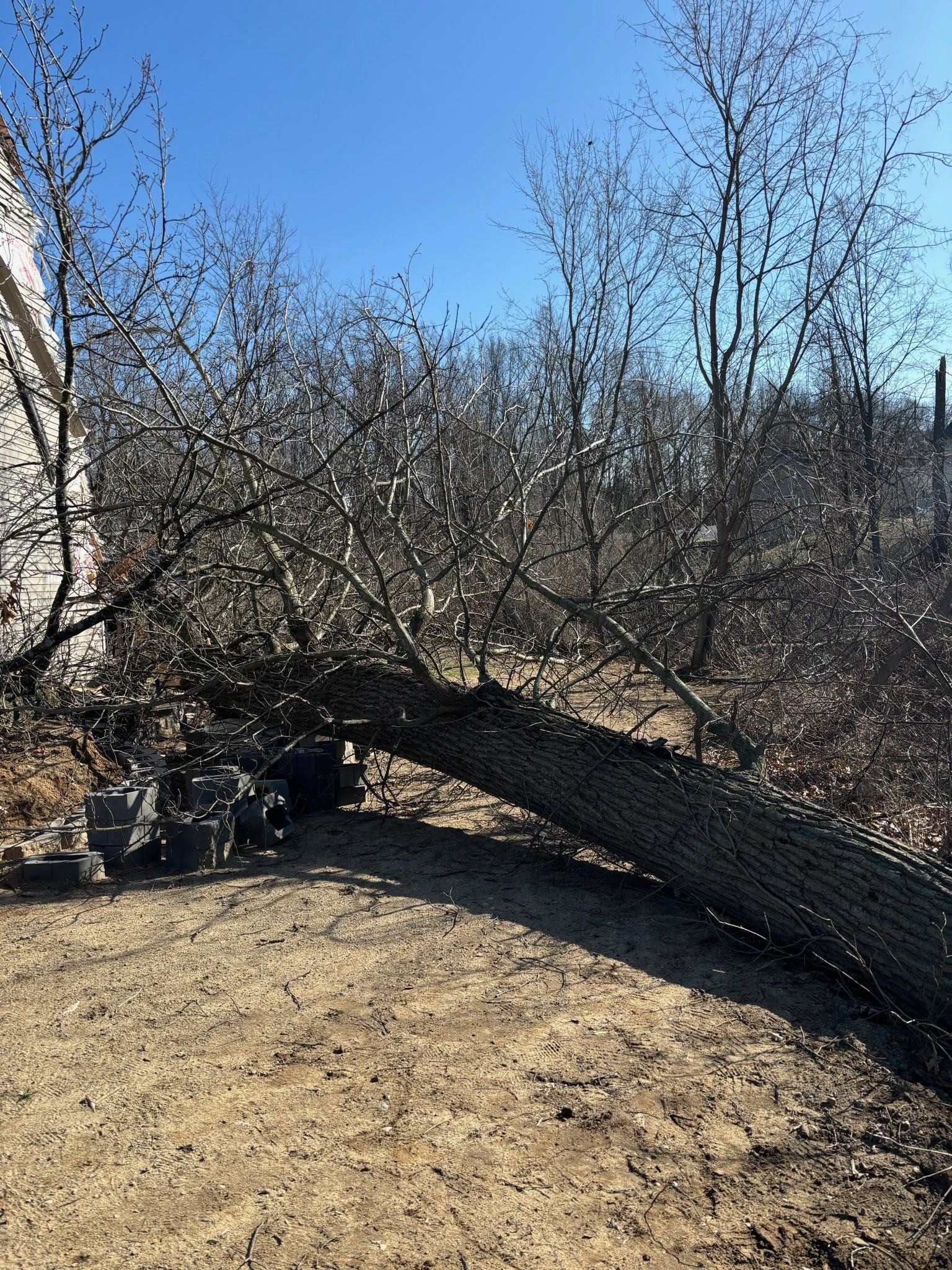 Fallen tree trunk across a dirt area, against a white wall and trees; sunny day.