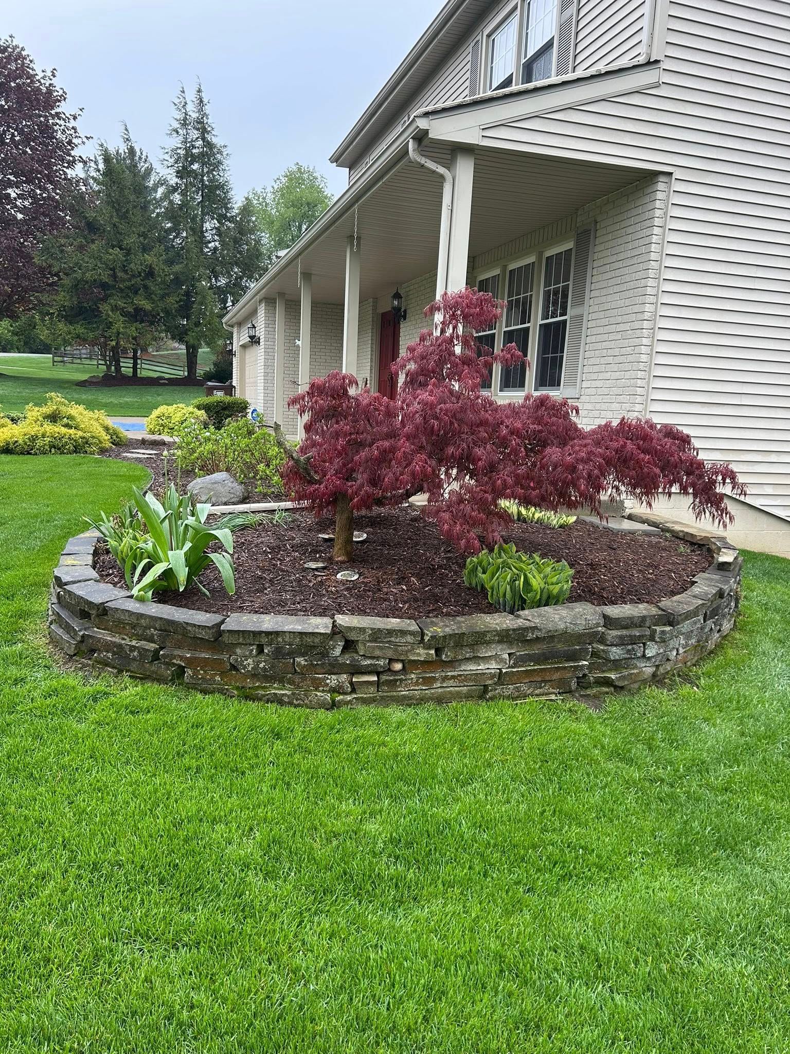 Red Japanese maple tree in a stone-bordered flowerbed in front of a white house. Lush green lawn.