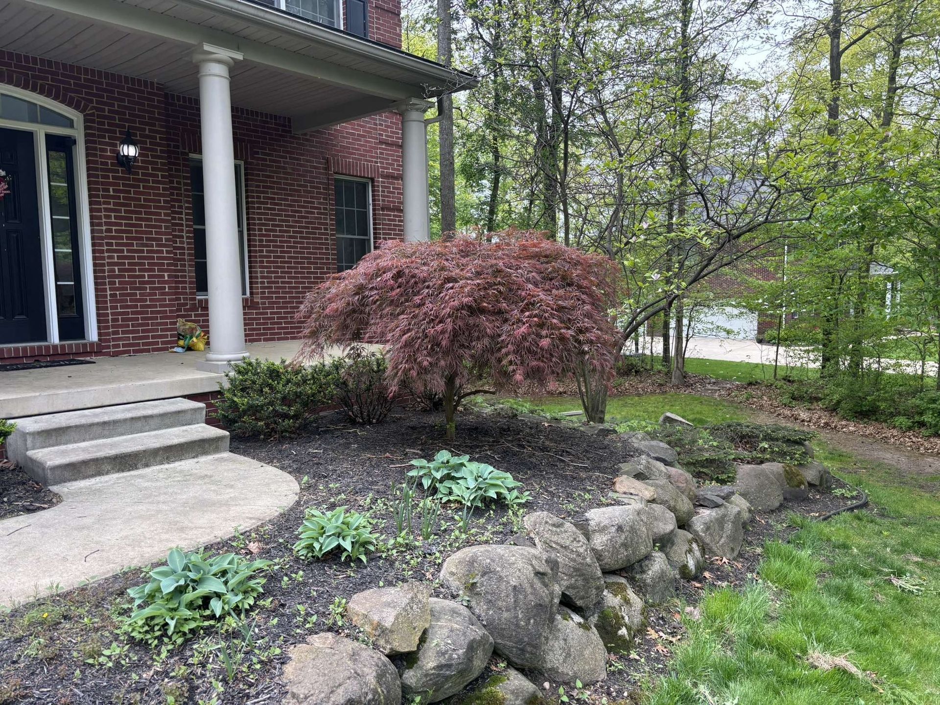A red-leaf Japanese maple tree in front of a brick house, with a stone retaining wall and landscaping.