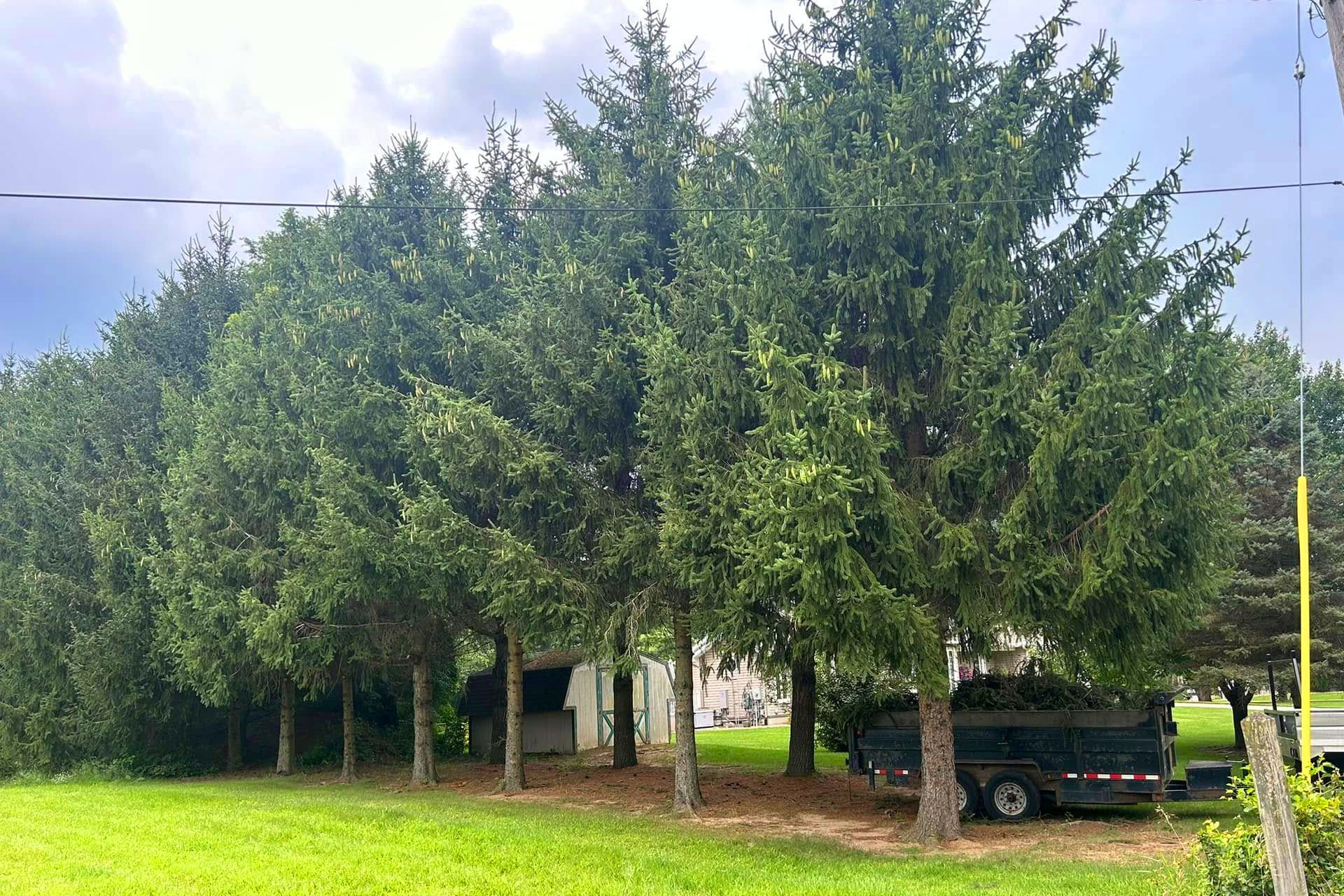 Line of tall green evergreen trees in front of a small white building; a trailer is parked nearby.