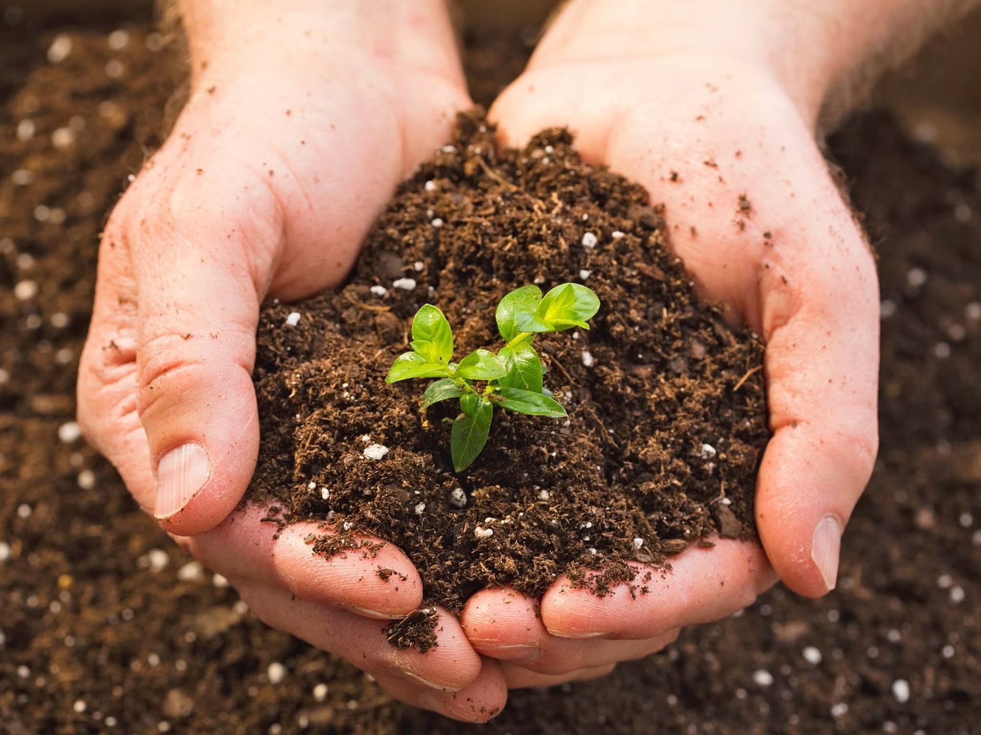 logo-eco-market-and-soils