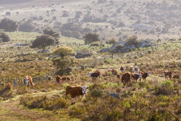 Prairie Natural Meats & Seafood