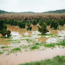Flooded-land