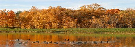 SLR_geese-on-Buzzards-Roost-Lake_KG