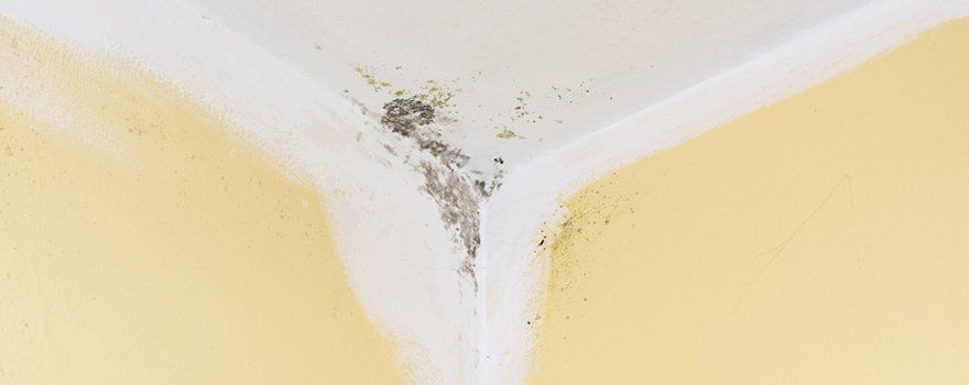 mold