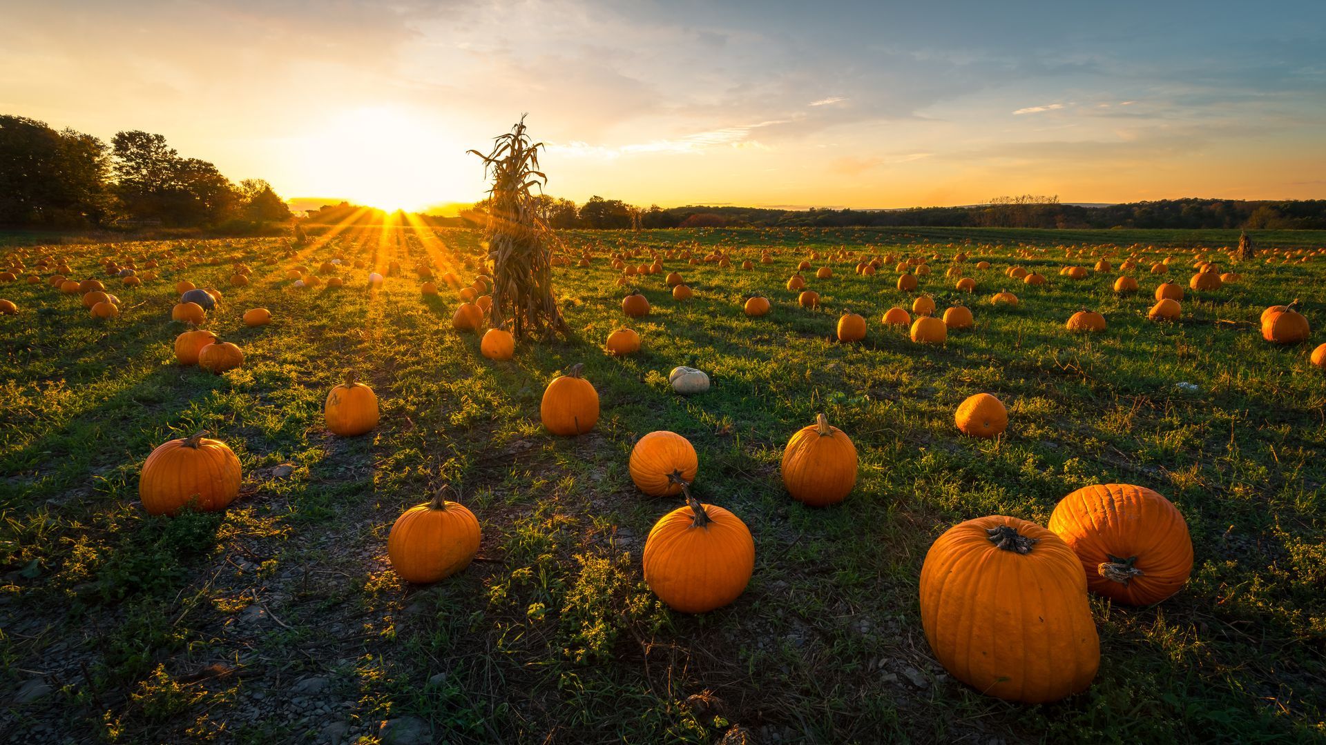Pumpkin patch at sunset