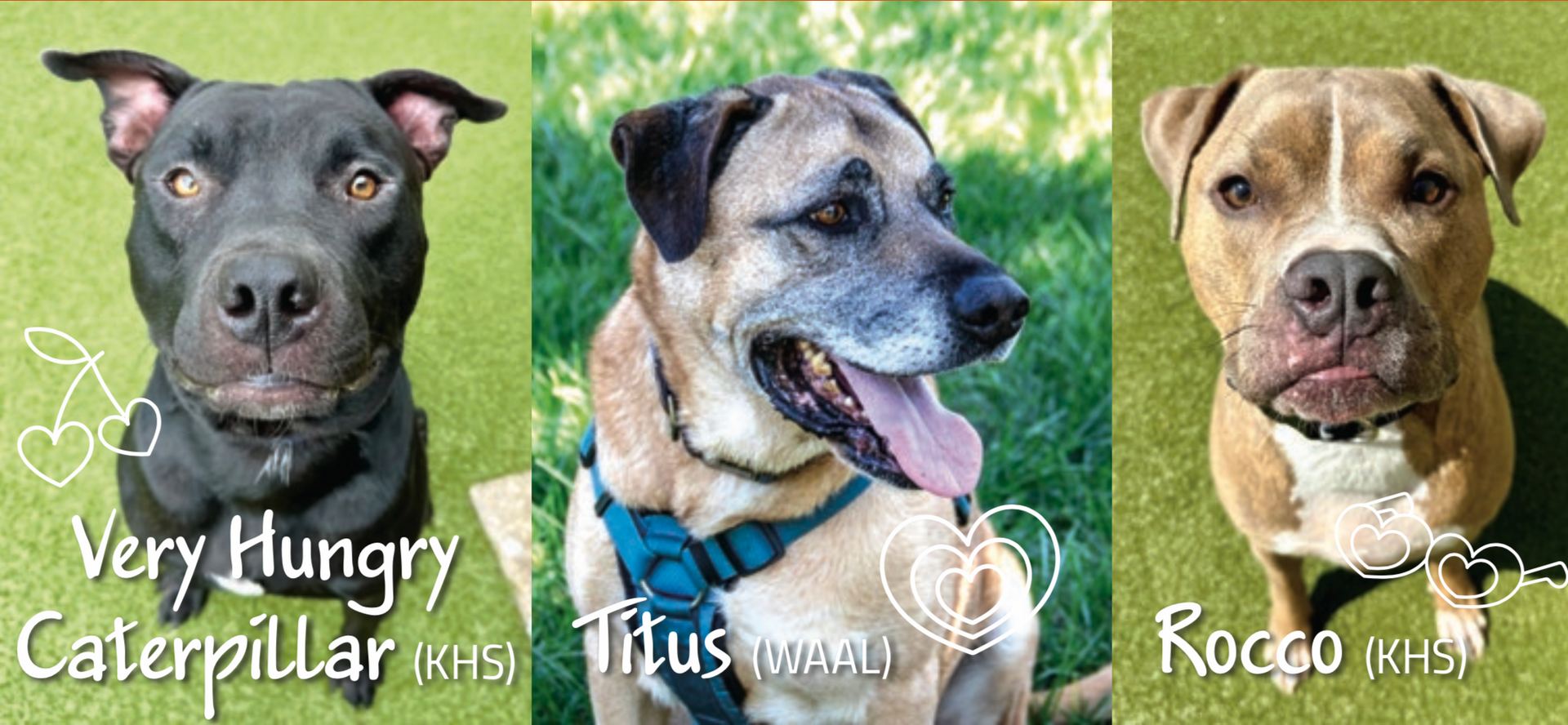 Photos of dogs available for adoption in the Wichita area