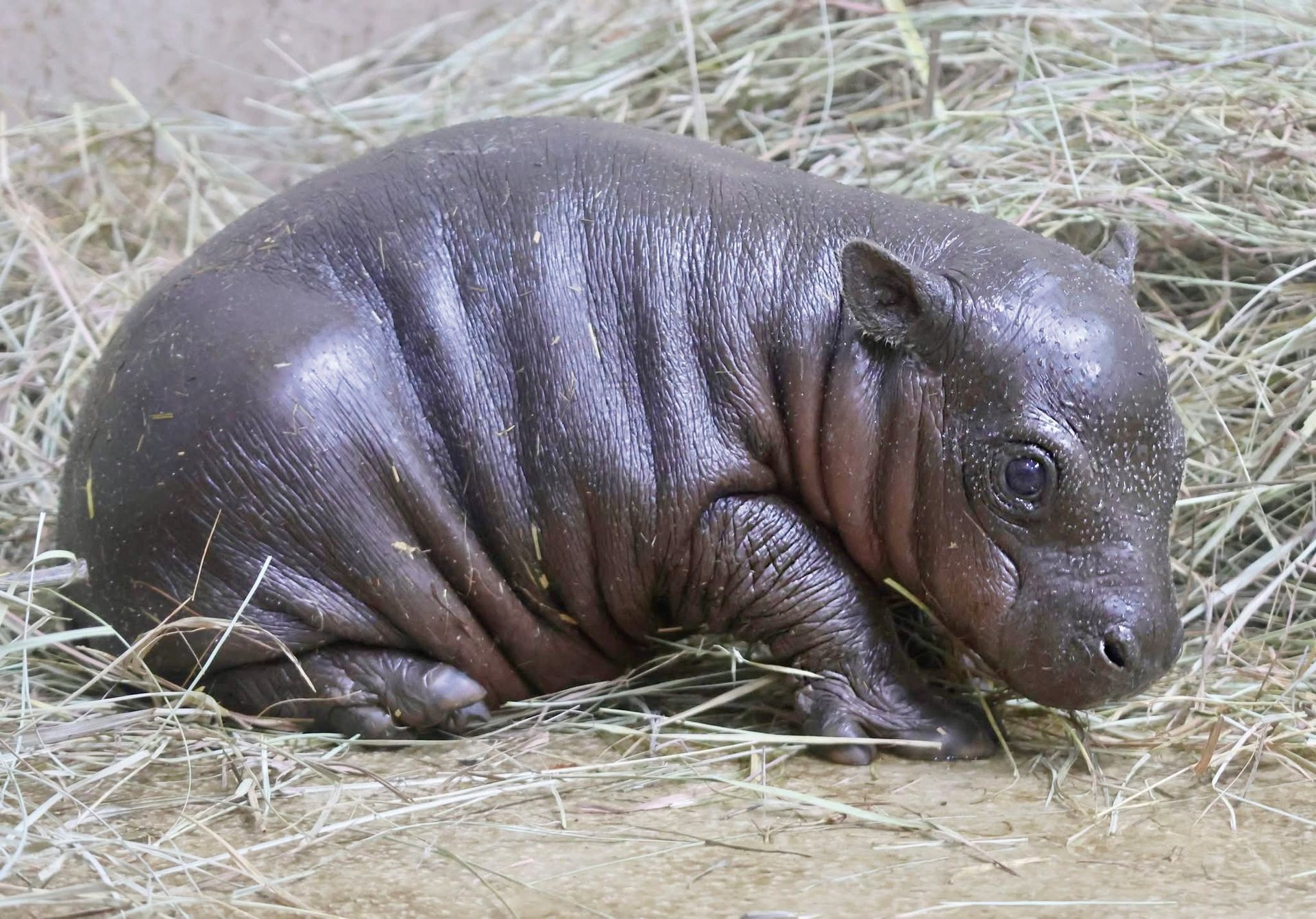 Baby pygmy hippo, Mars, at Tanganyika Wildlife Park.