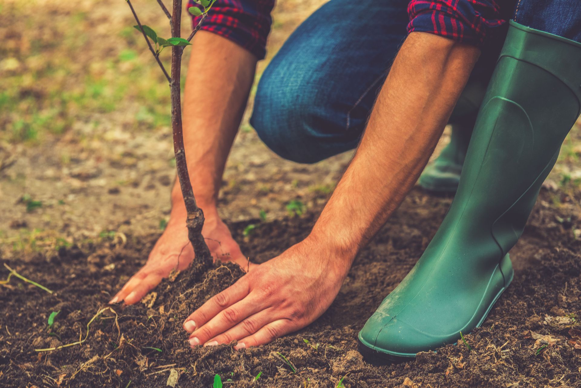 Person planting a young tree in soil, wearing a plaid shirt, jeans, and green boots.
