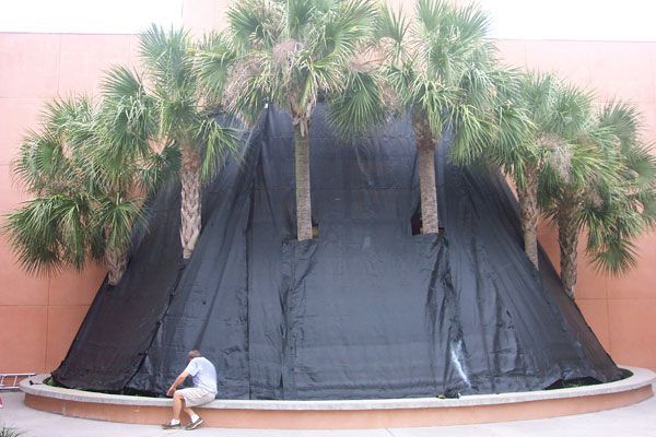 Black tarp covering a round structure with palm trees growing through it; person sits nearby.