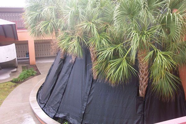 Palm trees behind black fabric, brick wall, concrete path.