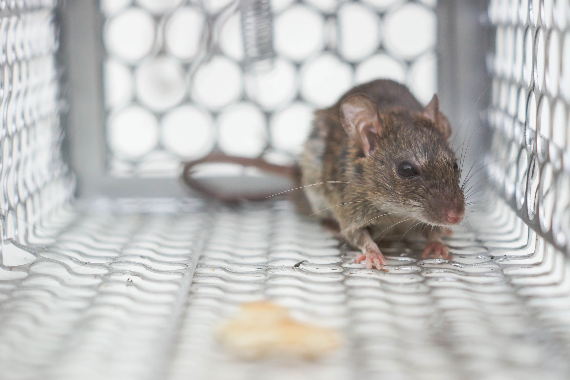 Truly Nolen Pest & Termite Control