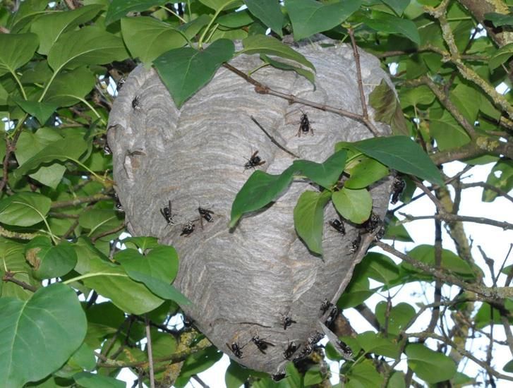 Truly Nolen Pest & Termite Control