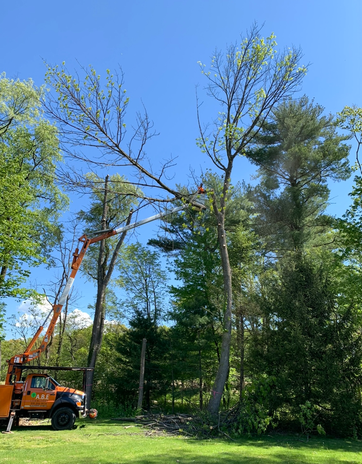 a truck with a crane on top of it is cutting a tree
